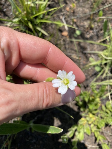 Cerastium arabidis (Cerastium arabidis)