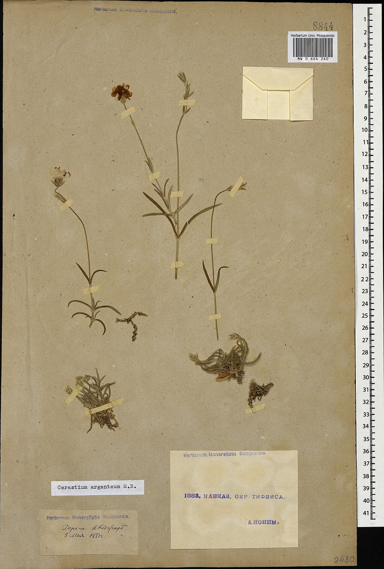Cerastium argenteum: Cerastium argenteum — Herbarium specimen from Кавказ. Окр. Тифлиса. Дорога в Коджоры., Georgia. Recorded 1883-05-05. Recorded in GBIF occurrence 1697781751 .