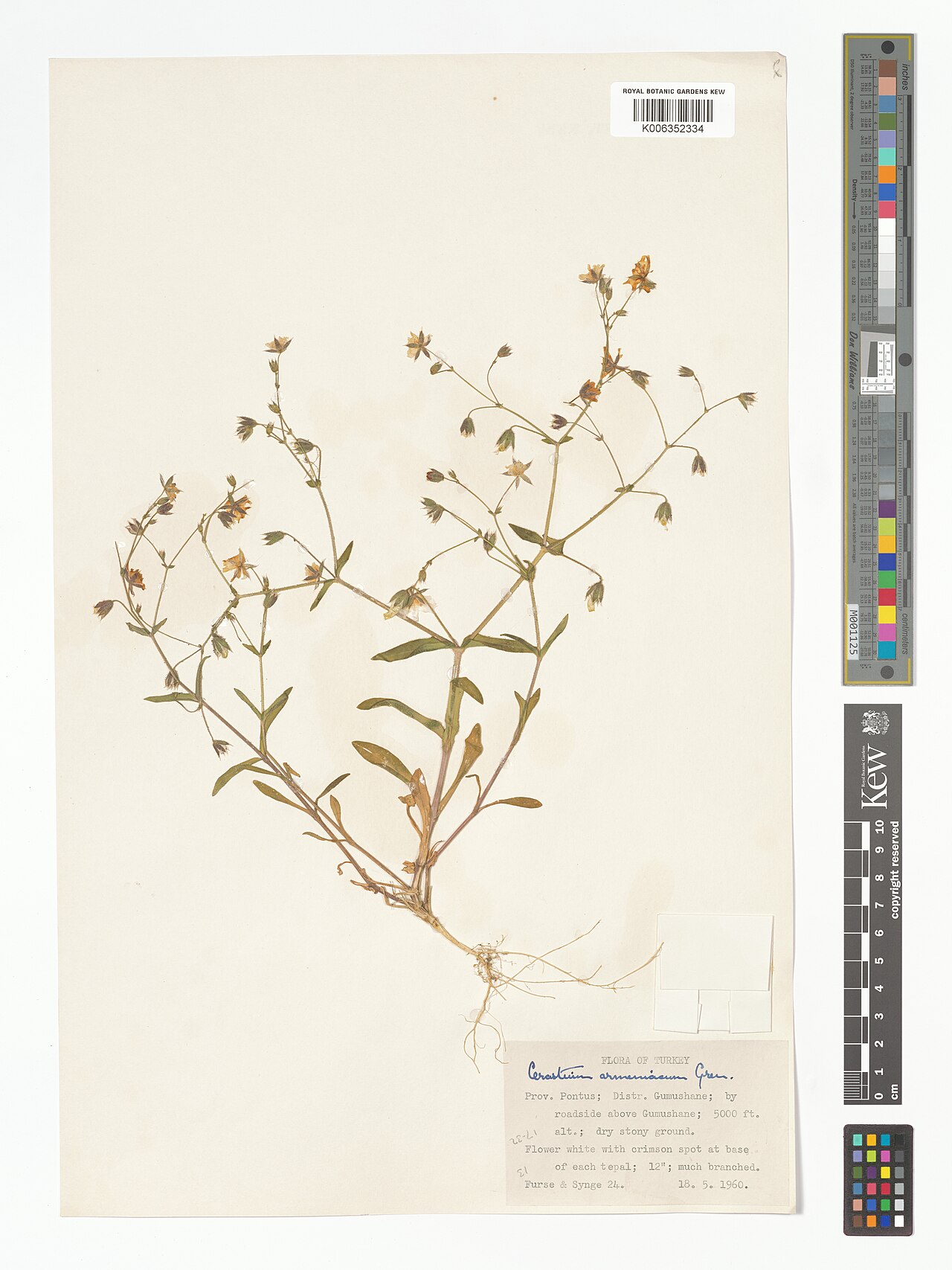 Cerastium argenteum: Cerastium argenteum — Herbarium specimen from Prov. Pontus; by roadside above Gumushane, Türkiye. Collected by Furse; Synge (1960-05-18). Recorded in GBIF occur
