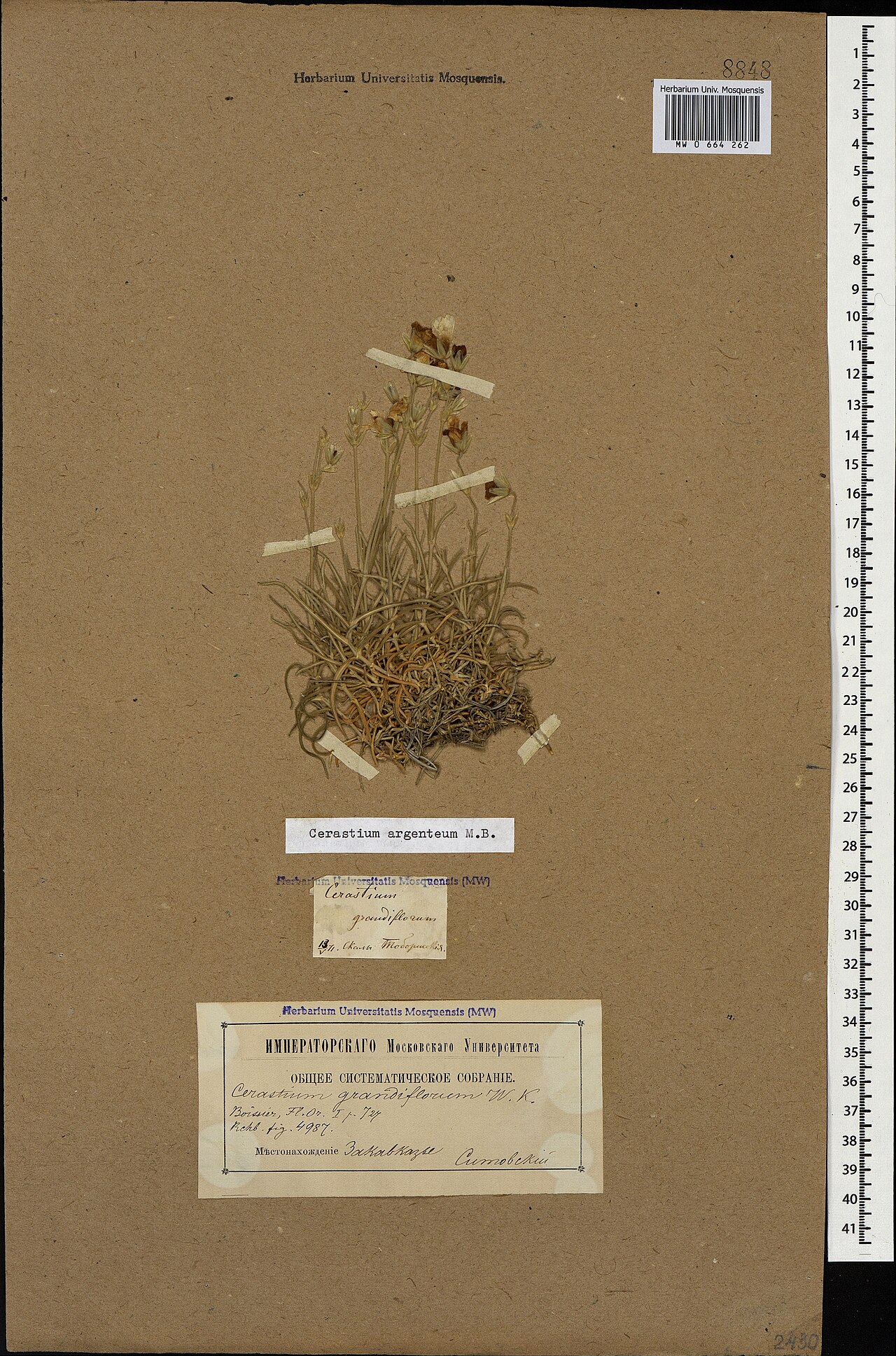 Cerastium argenteum: Cerastium argenteum — Herbarium specimen from Закавказье. Скалы. Тоборисокия., Georgia. Collected by Sitovskiy (1871-05-13). Recorded in GBIF occurrence 1697781