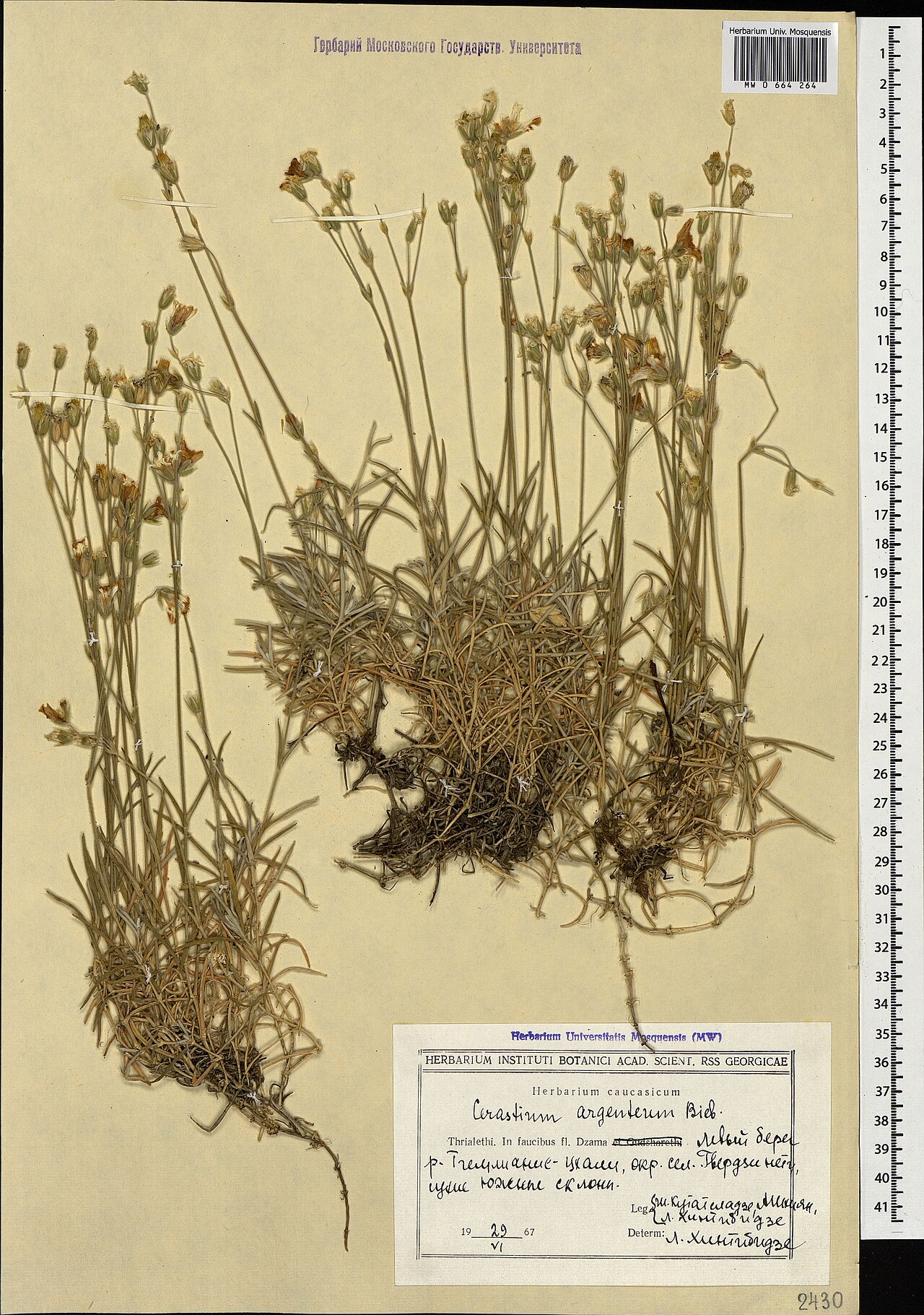 Cerastium argenteum: Cerastium argenteum — Herbarium specimen from Левый берег р. Тгемлианис – Цхали, окр. сел. Гверзи нету, сухие южные склоны, Georgia. Collected by Kutateladze Sh