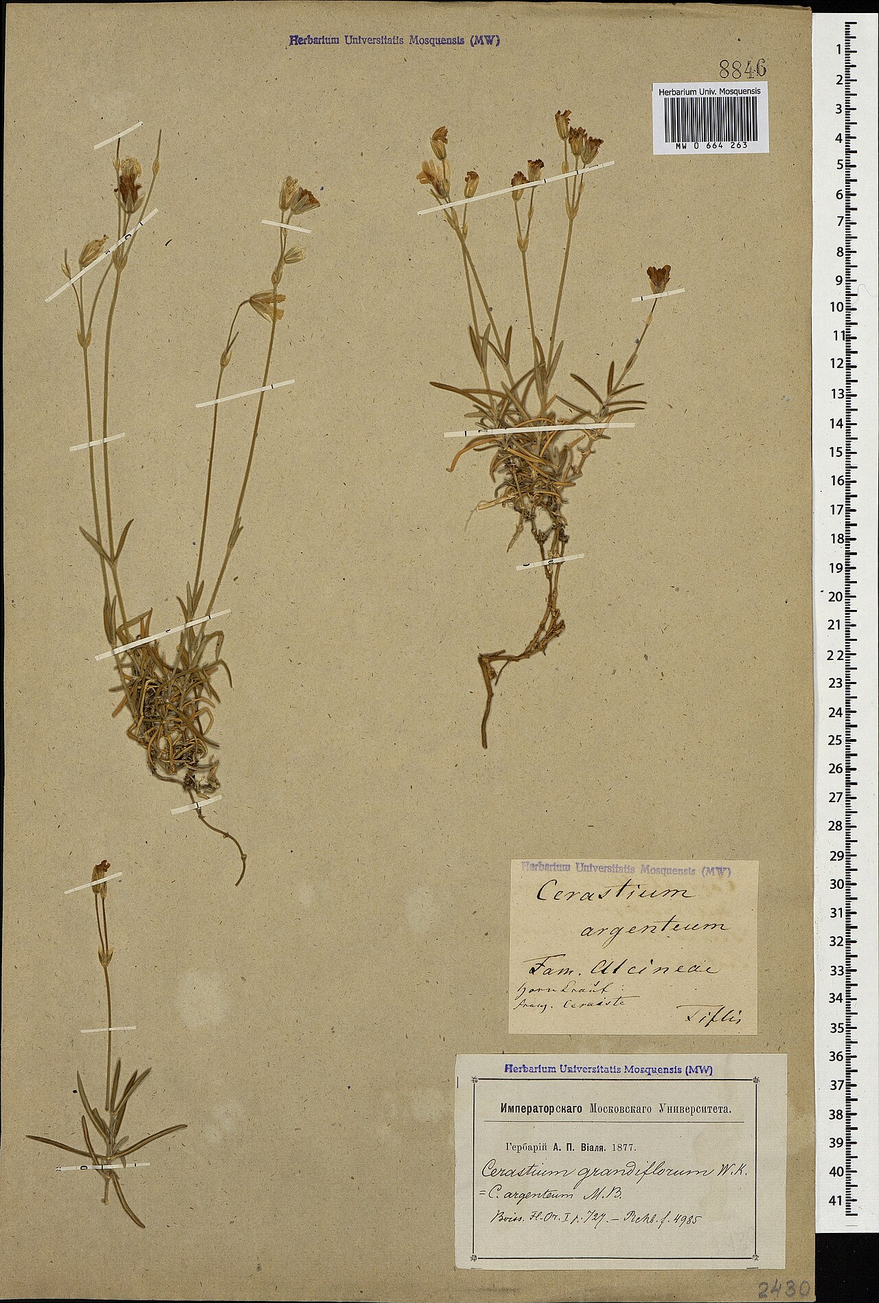 Cerastium argenteum: Cerastium argenteum — Herbarium specimen from Tiflis, Georgia. Collected by A.P. Vial' (1877). Recorded in GBIF occurrence 1697781813 .