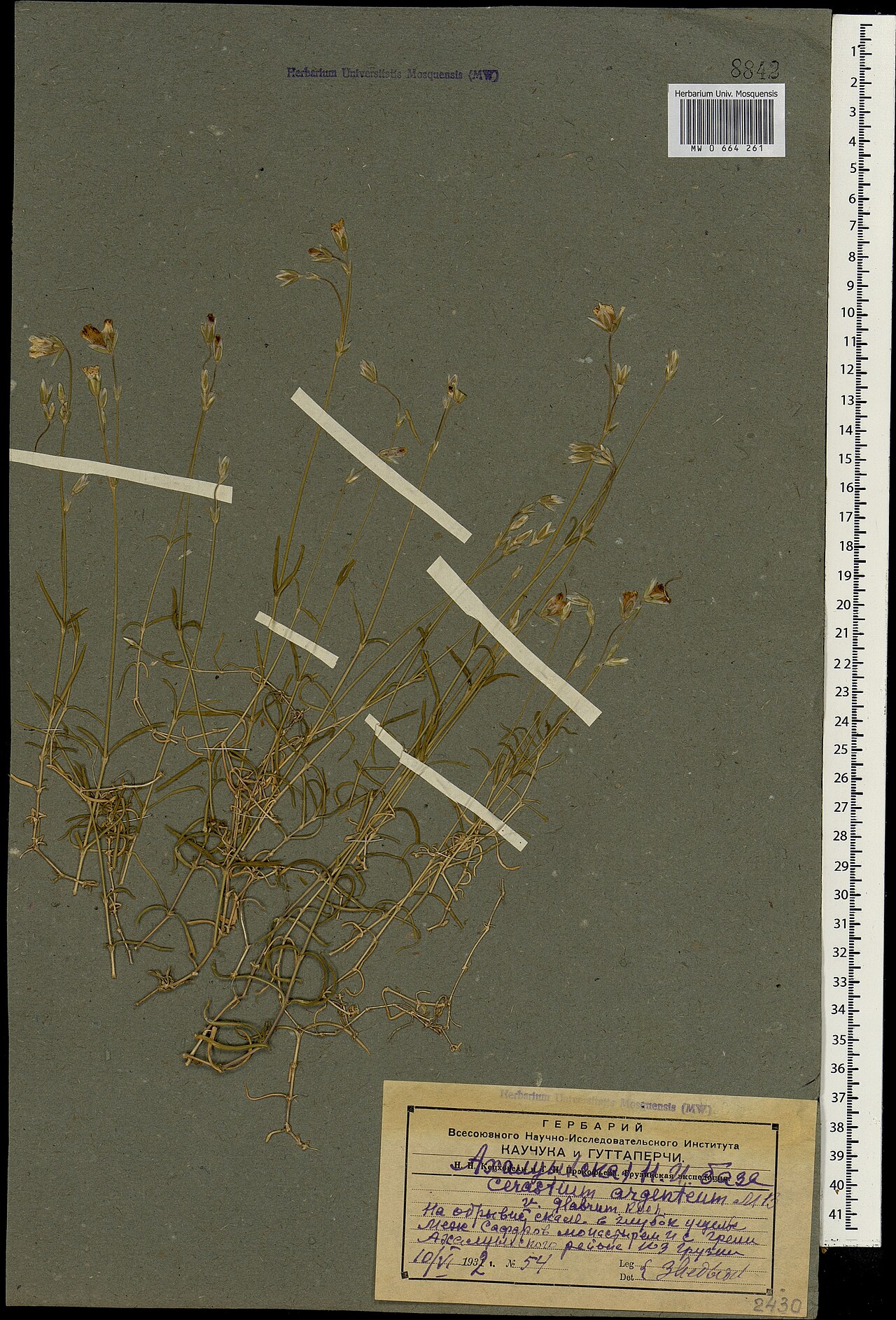 Cerastium argenteum: Cerastium argenteum — Herbarium specimen from Georgia. Collected by Medvedev Z. (1932-06-10). Recorded in GBIF occurrence 1697781783 .