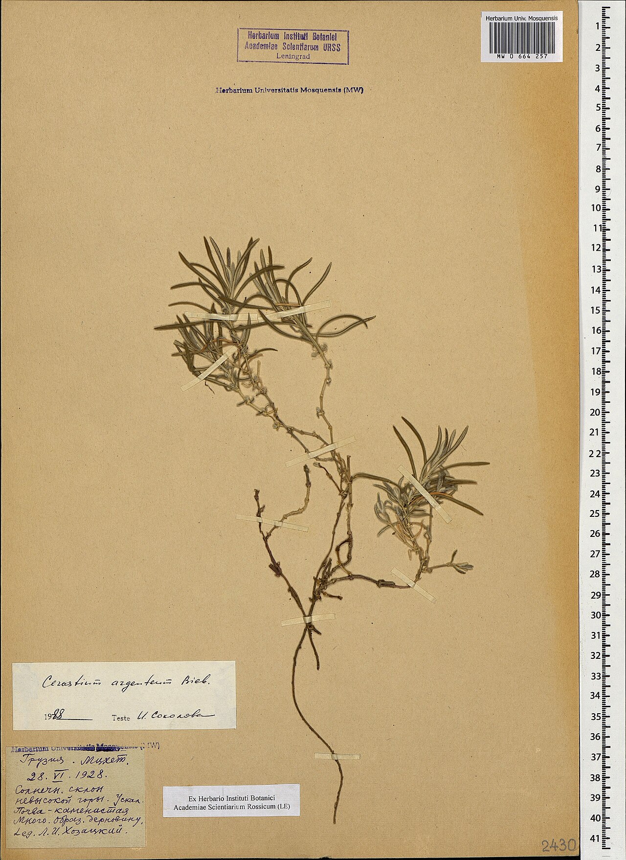 Cerastium argenteum: Cerastium argenteum — Herbarium specimen from Грузия. Мцхет. Солнечн. склон невысокой горы. У скал. Почва каменистая. Много. Образ. дерновину., Georgia. Collect