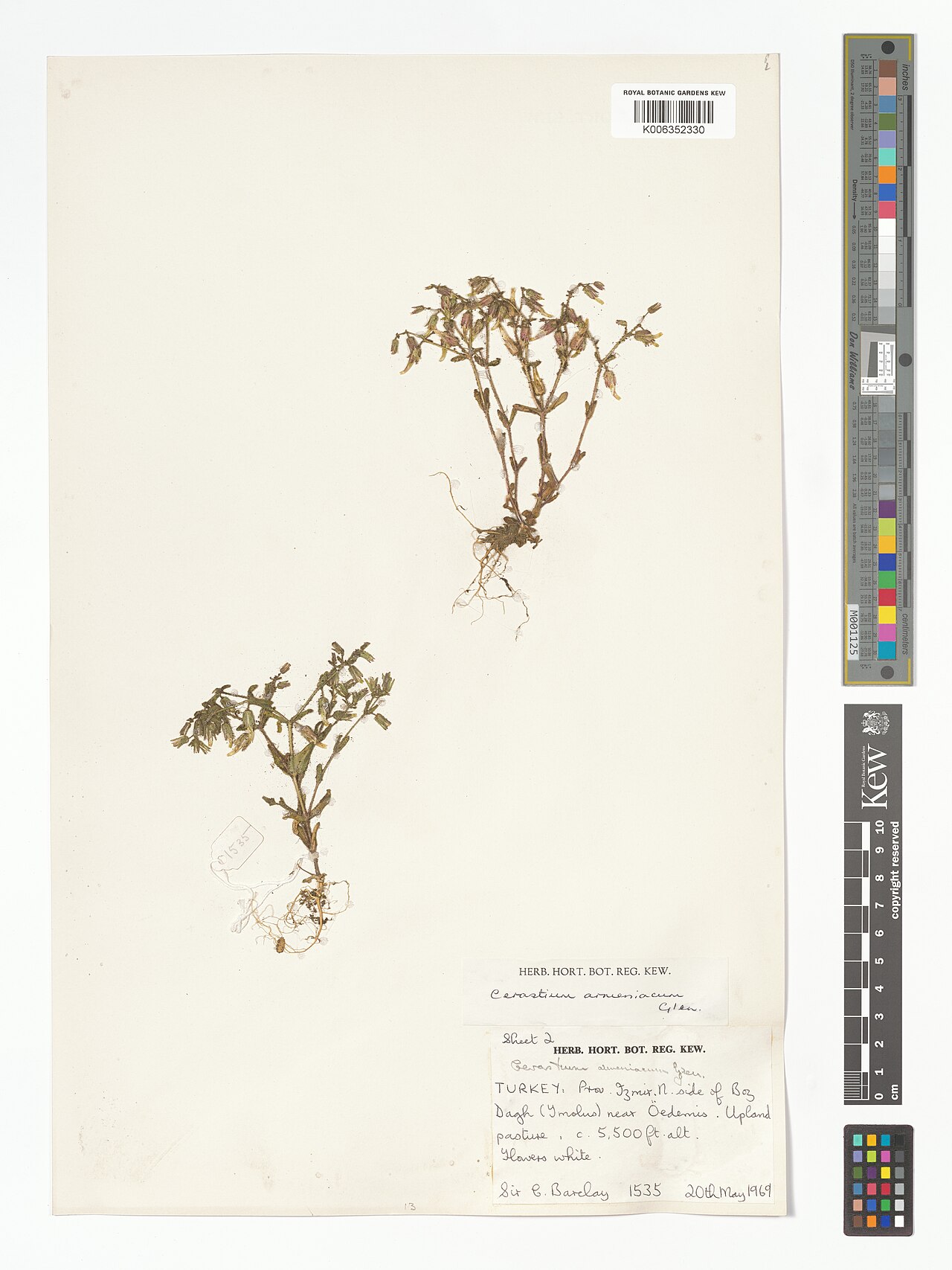 Cerastium argenteum: Cerastium argenteum — Herbarium specimen from N. side of Boz Dagh (Ymolus) near Öedemis., Türkiye. Collected by Barclay, C. (Sir) (1969-05-20). Recorded in GBIF