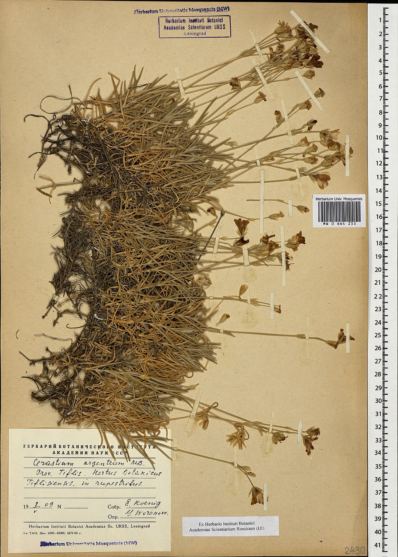 Cerastium argenteum: Cerastium argenteum — Herbarium specimen from Prov. Tiflis. Hortus Botanicus Tiflisiensis, in rupestribus, Georgia. Collected by E. Koenig (1909-05-08). Recorde