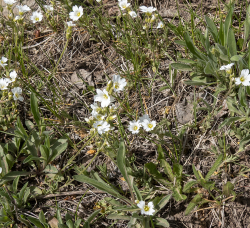 Field chickweed (Cerastium arvense)