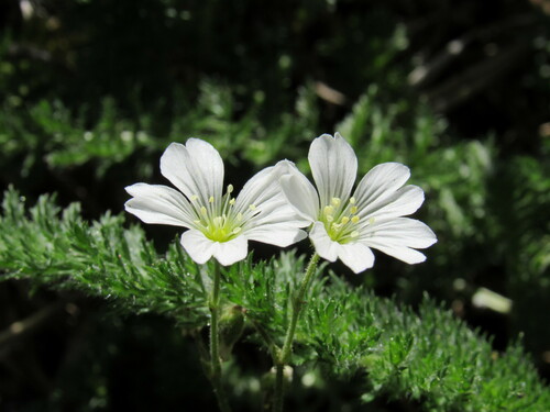 Field chickweed (Cerastium arvense)