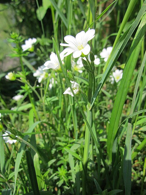 Field chickweed: Acker-Hornkraut ( Cerastium arvense ) am Reilinger See