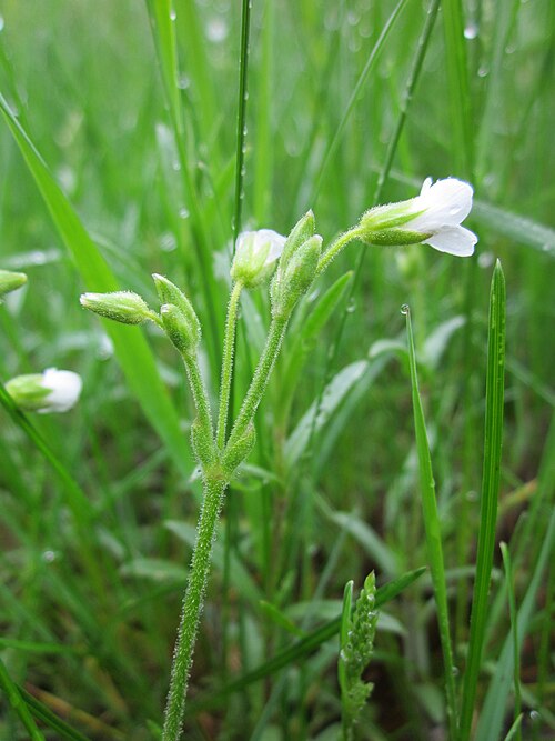 Field chickweed: Acker-Hornkraut ( Cerastium arvense ) in der Schwetzinger Hardt