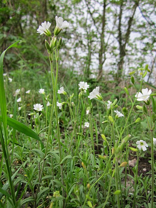 Field chickweed: Acker-Hornkraut ( Cerastium arvense ) bei Neulußheim
