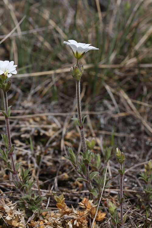 Field chickweed: Field Chickweed