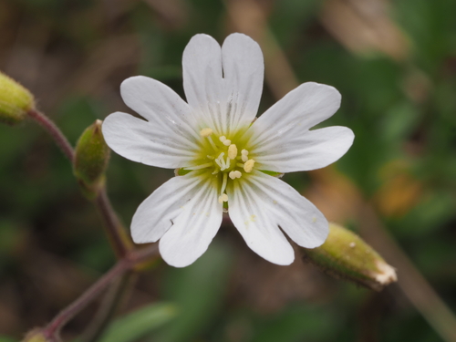 Field chickweed (Cerastium arvense)