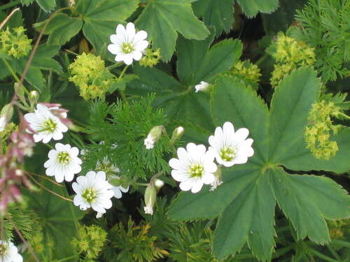 Field chickweed (Cerastium arvense)