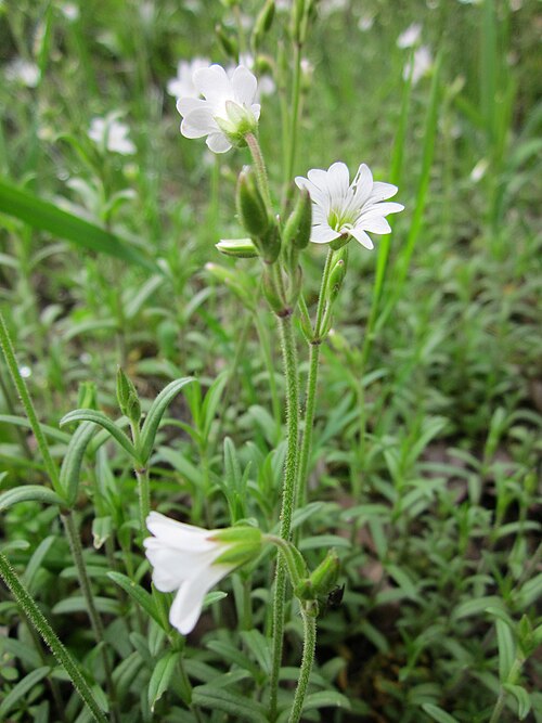 Field chickweed: Acker-Hornkraut ( Cerastium arvense ) bei Neulußheim