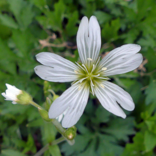 Field chickweed