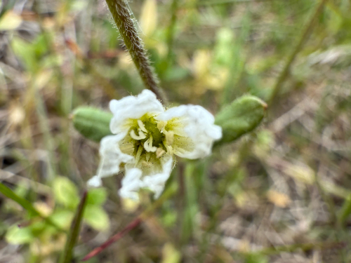 Field chickweed (Cerastium arvense)