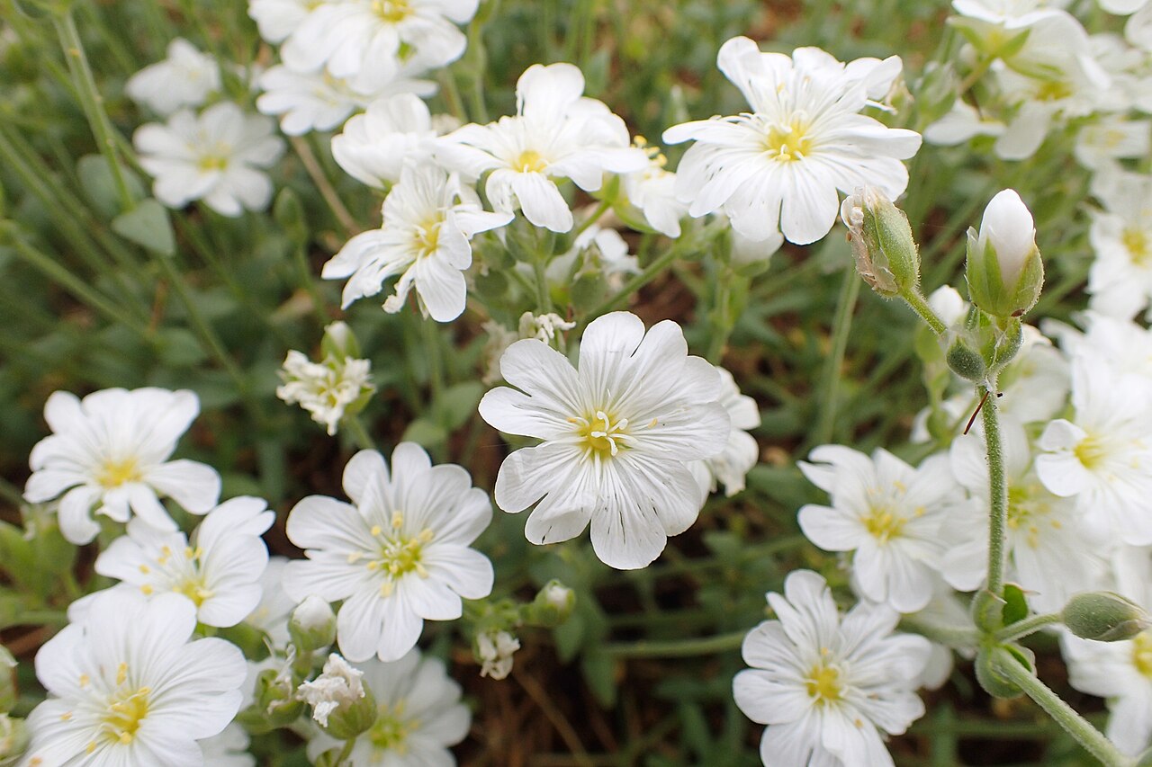 Cerastium banaticum: Cerastium banaticum in Balkan Botanic Garden of Kroussia