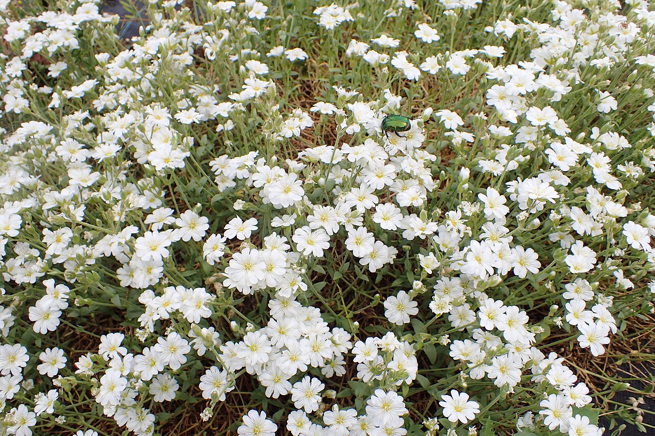 Cerastium banaticum: Cerastium banaticum in Balkan Botanic Garden of Kroussia