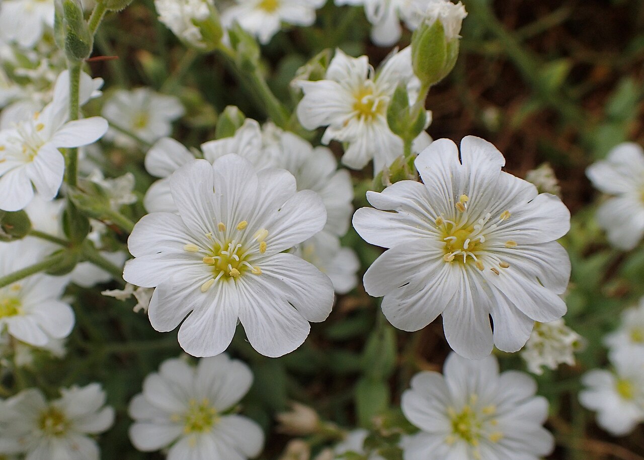 Cerastium banaticum: Cerastium banaticum in Balkan Botanic Garden of Kroussia