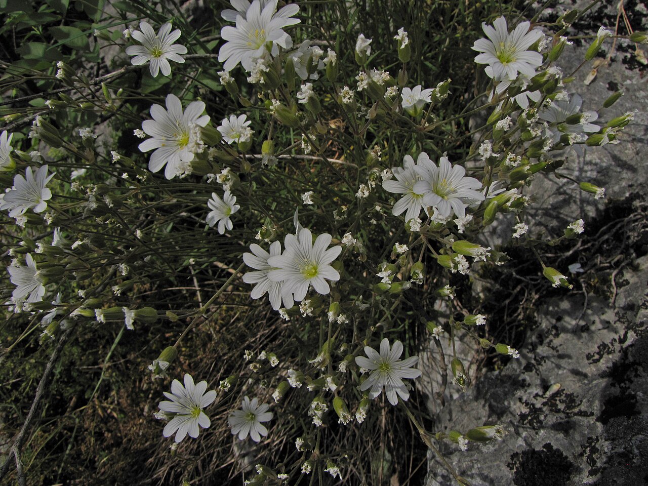 Cerastium banaticum: Cerastium bannaticum