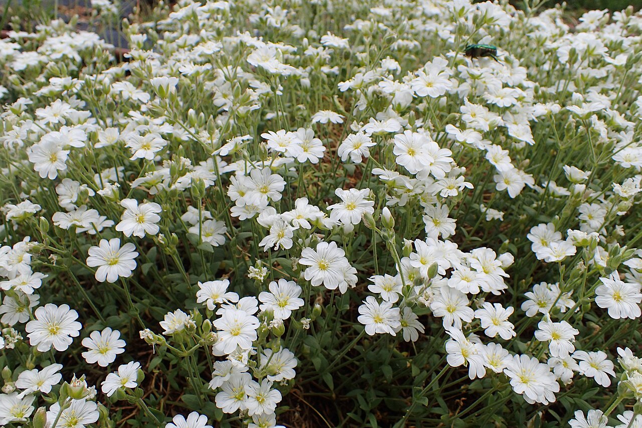 Cerastium banaticum: Cerastium banaticum in Balkan Botanic Garden of Kroussia