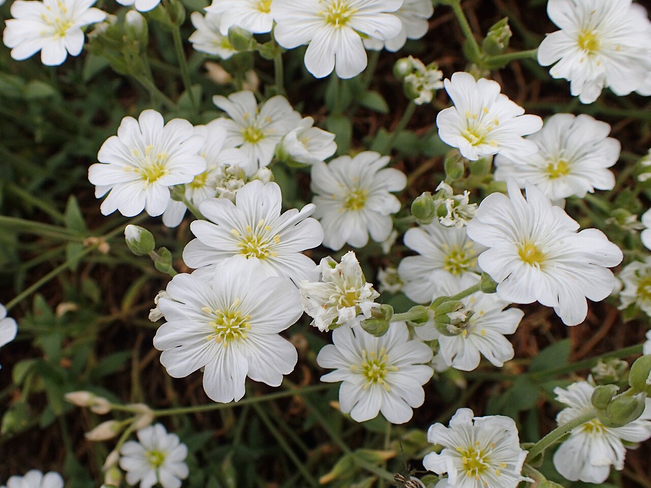 Cerastium banaticum: Cerastium banaticum in Balkan Botanic Garden of Kroussia