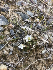 Bering chickweed (Cerastium beeringianum)
