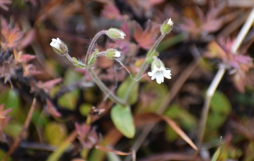 Bering chickweed (Cerastium beeringianum)