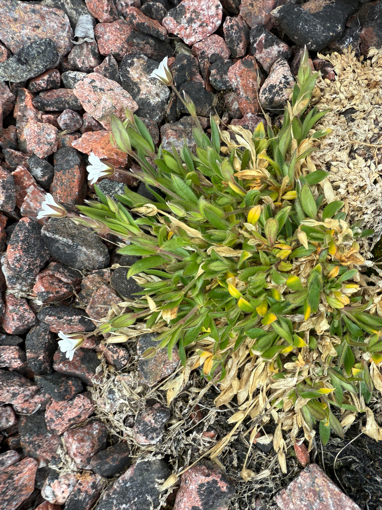 Bering chickweed (Cerastium beeringianum)
