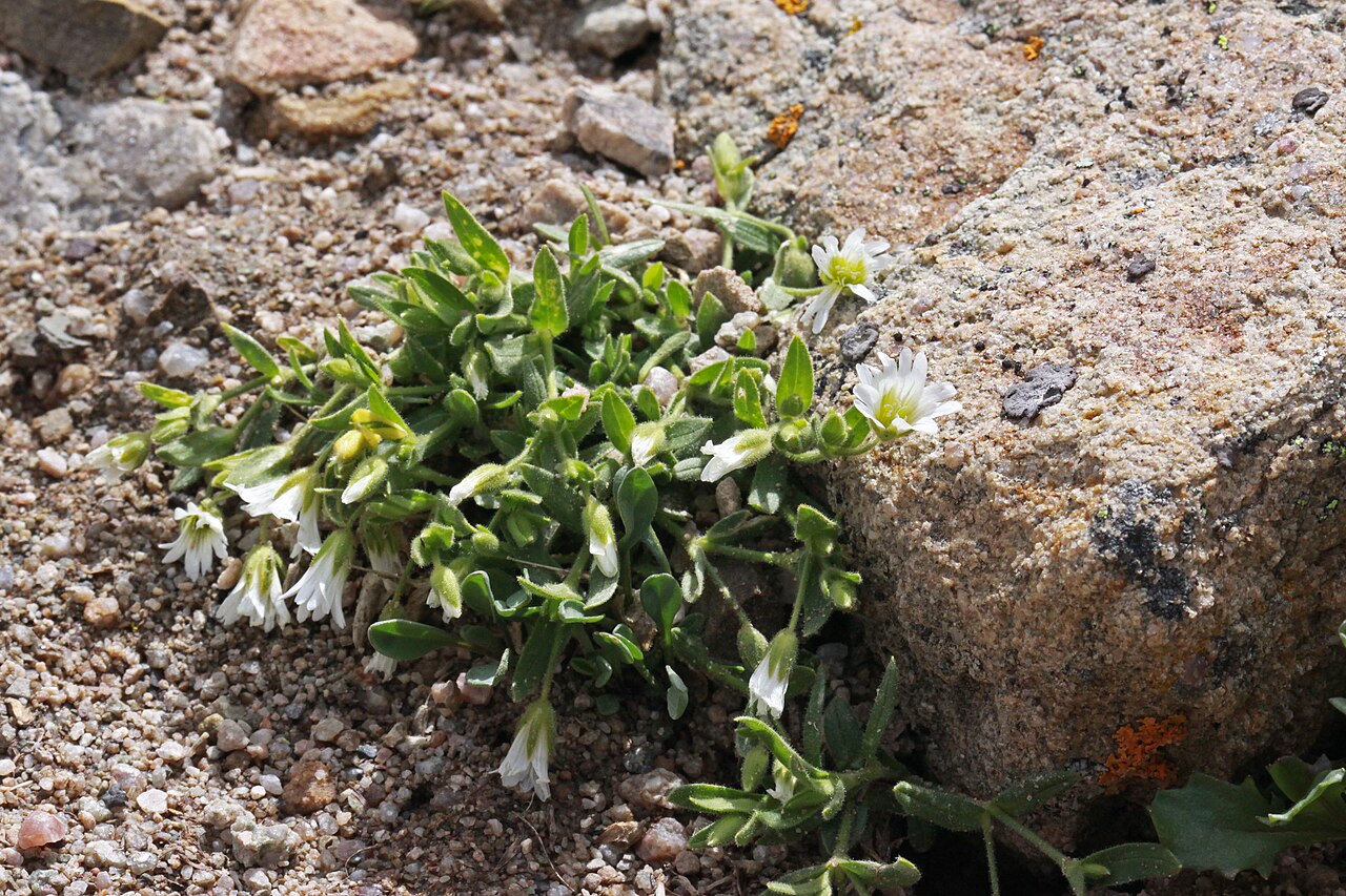 Bering chickweed: Bering chickweed (Cerastium beeringianum), Pink family (Caryophyllaceae). North slope of the Mt. Agassiz, High Uinta, Utah; elevation 3577 m (11,735 ft).