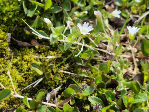 Bering chickweed (Cerastium beeringianum)