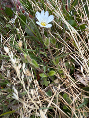 Bering chickweed (Cerastium beeringianum)
