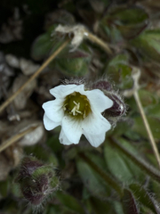 Bering chickweed (Cerastium beeringianum)