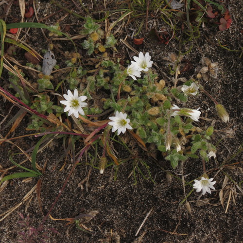 Bering chickweed (Cerastium beeringianum)