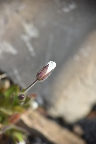 Bering chickweed (Cerastium beeringianum)