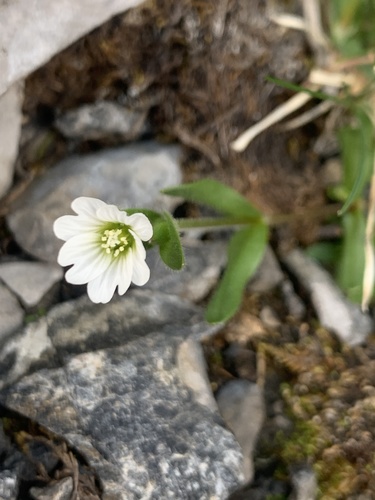 Bering chickweed (Cerastium beeringianum)