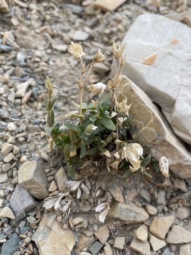 Bering chickweed (Cerastium beeringianum)