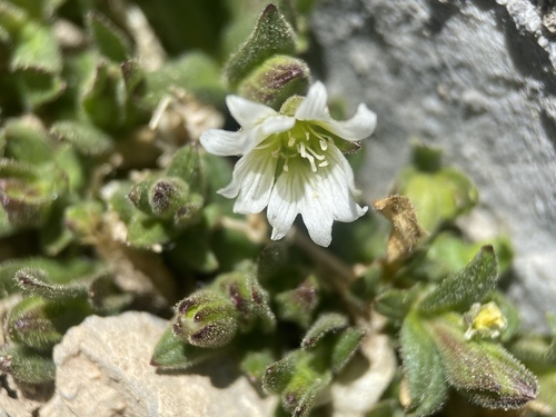 Bering chickweed (Cerastium beeringianum)