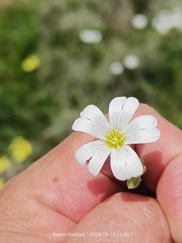 Cerastium boissierianum (Cerastium boissierianum)