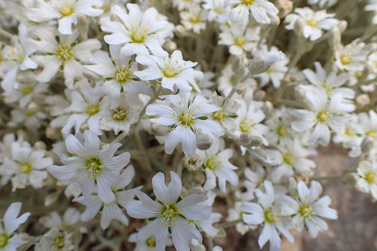 Cerastium candidissimum: Cerastium candidissimum in the Botanischer Garten, Berlin-Dahlem