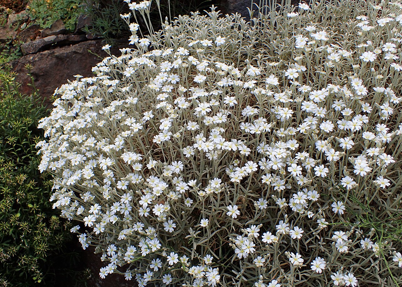 Cerastium candidissimum: Cerastium candidissimum in the Botanischer Garten, Berlin-Dahlem