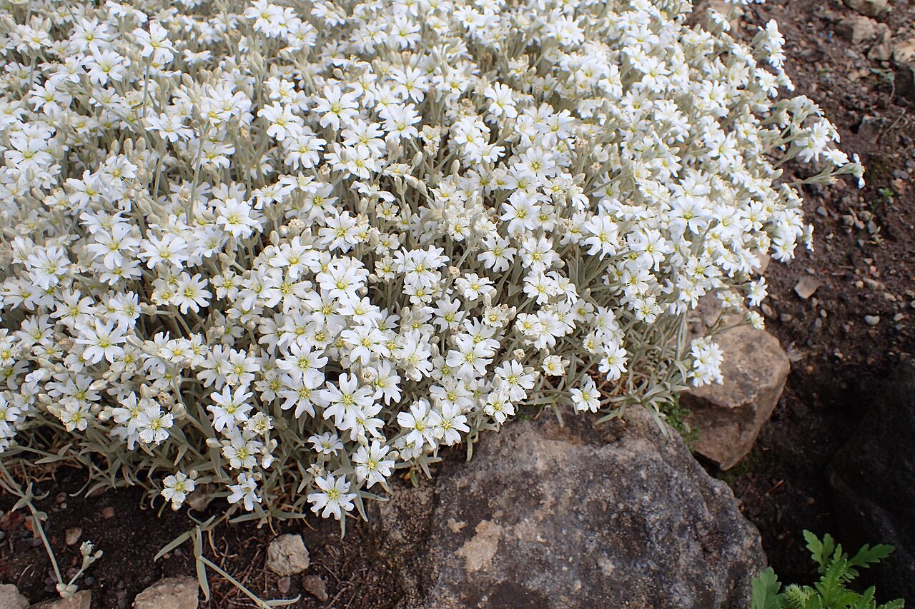 Cerastium candidissimum: Cerastium candidissimum in the Botanischer Garten, Berlin-Dahlem