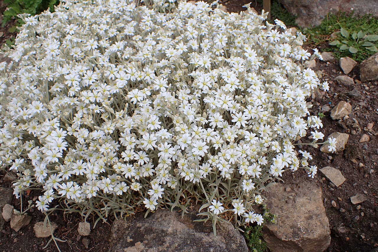 Cerastium candidissimum: Cerastium candidissimum in the Botanischer Garten, Berlin-Dahlem