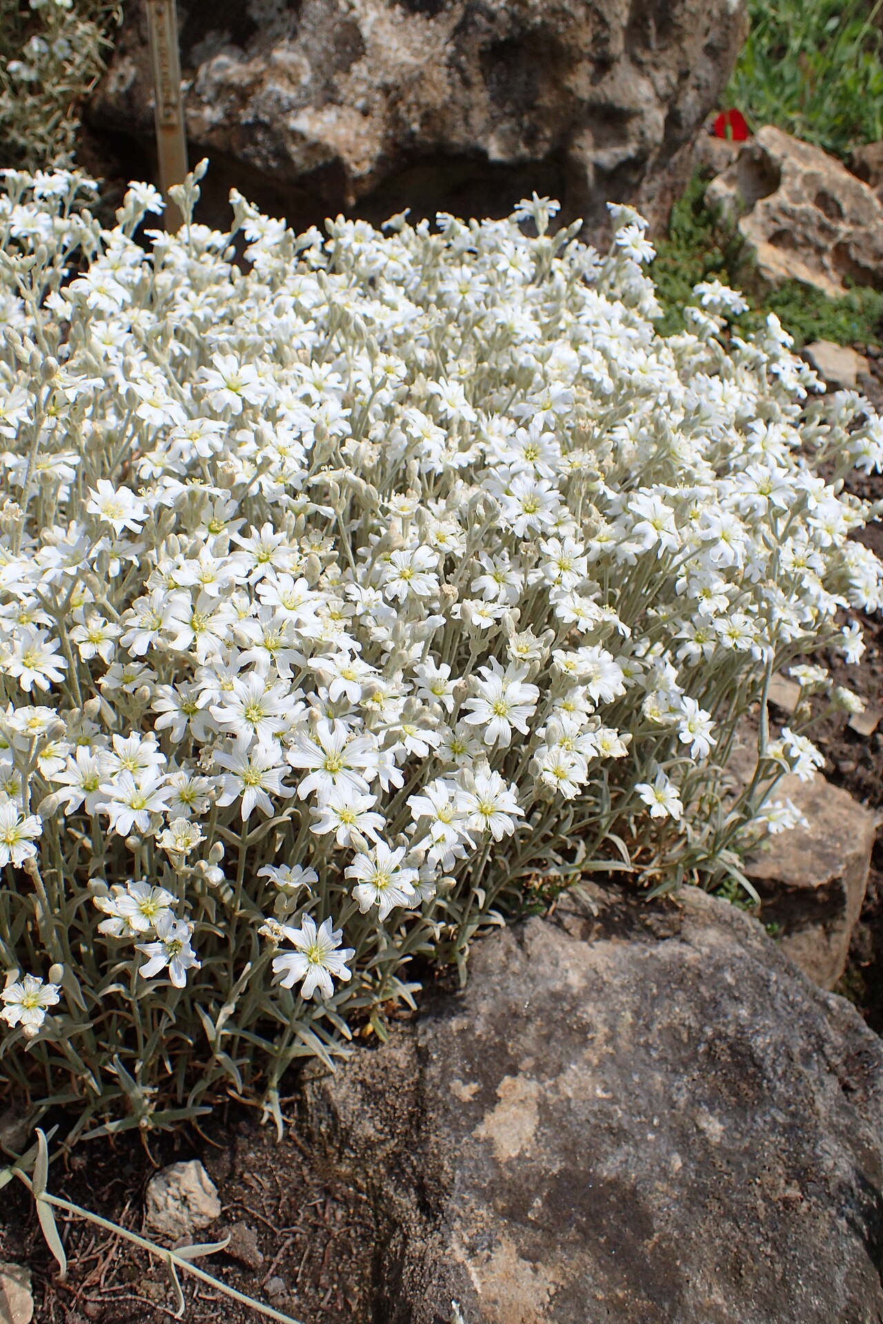 Cerastium candidissimum: Cerastium candidissimum in the Botanischer Garten, Berlin-Dahlem