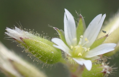 Cerastium capense (Cerastium capense)