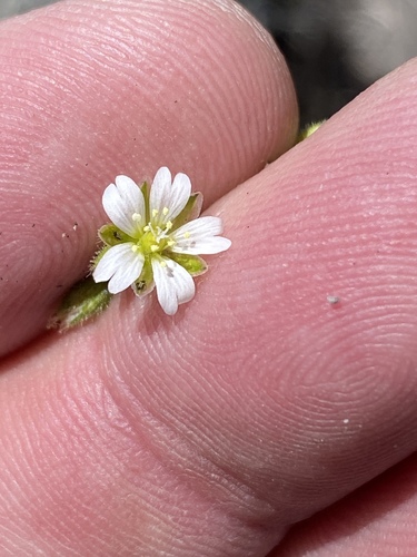 Cerastium capense (Cerastium capense)
