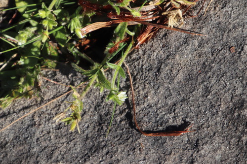Cerastium capense (Cerastium capense)