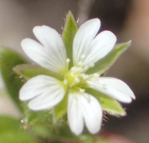 Cerastium capense (Cerastium capense)