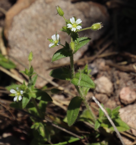 Cerastium capense (Cerastium capense)